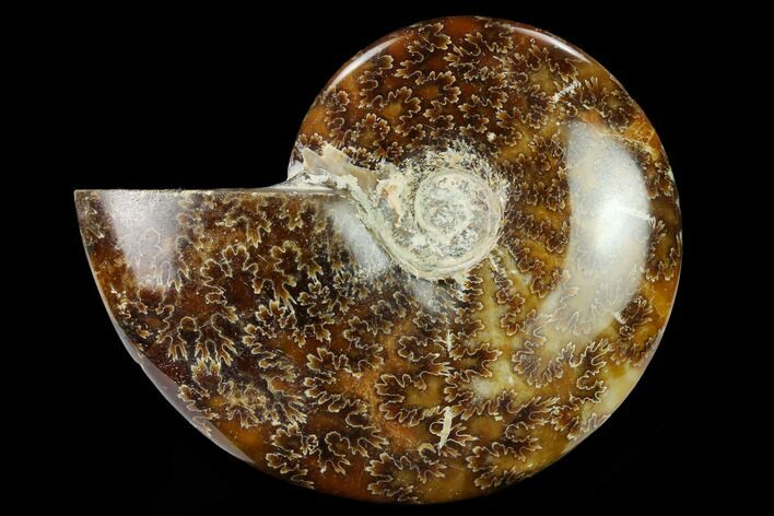 Polished Ammonite (Cleoniceras) Fossil - Madagascar #166669